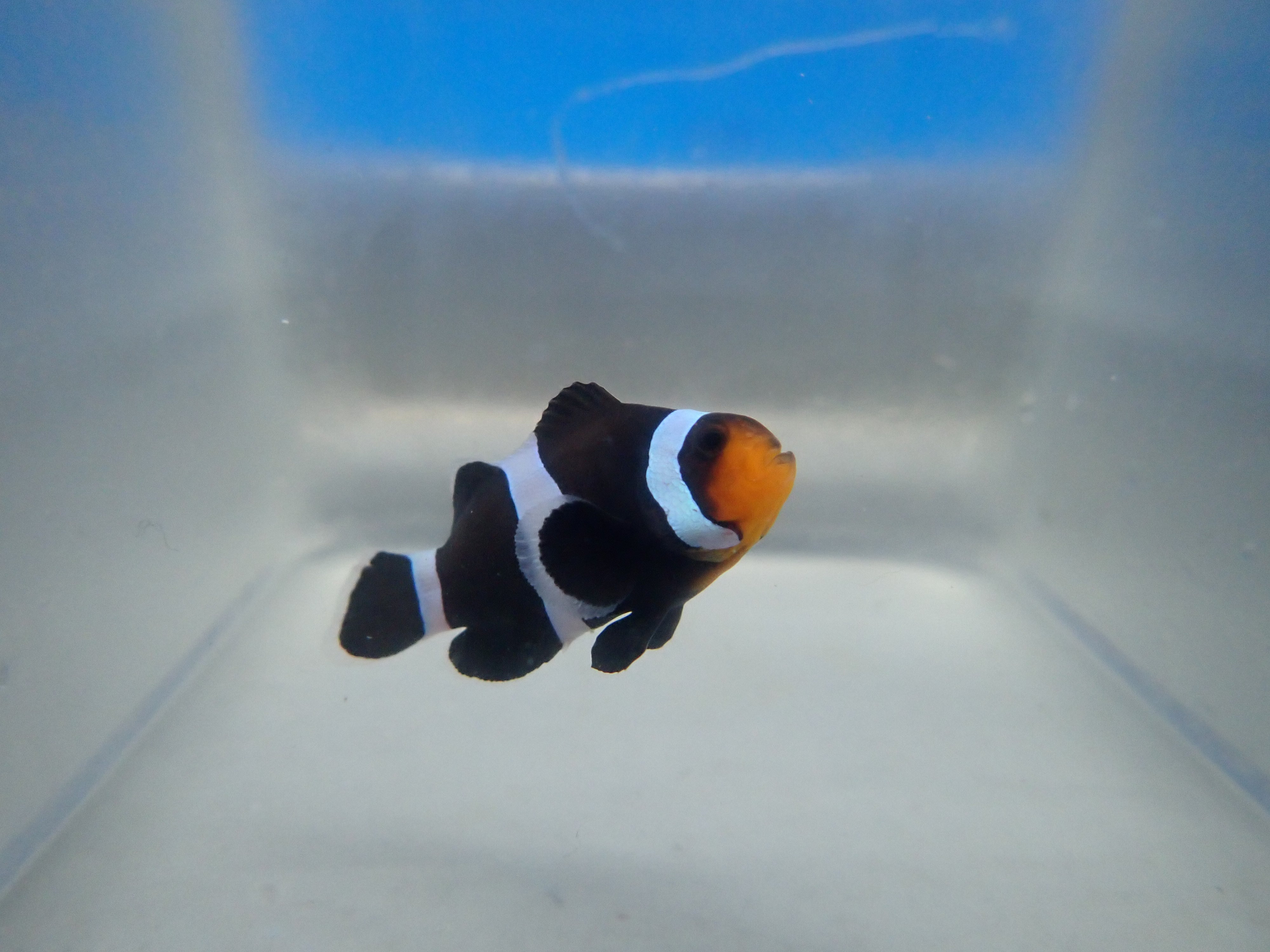 alt="Black Ocellaris Clownfish"