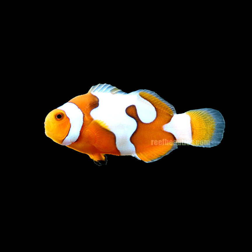 C/B Davinci Clown Grade B (Amphiprion Ocellaris)