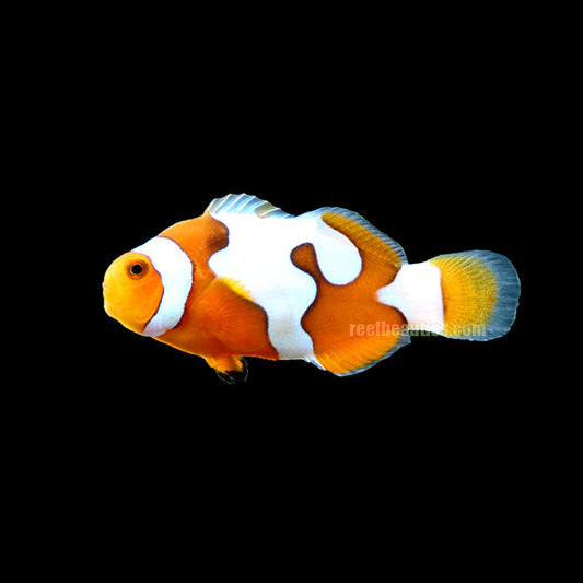 C/B Davinci Clown Grade B (Amphiprion Ocellaris)