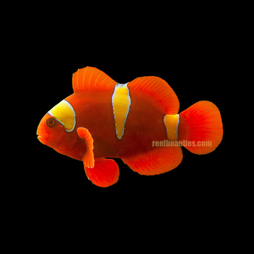 alt="Gold Striped Maroon Clownfish"