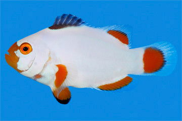 alt="Maine Blizzard Clownfish"