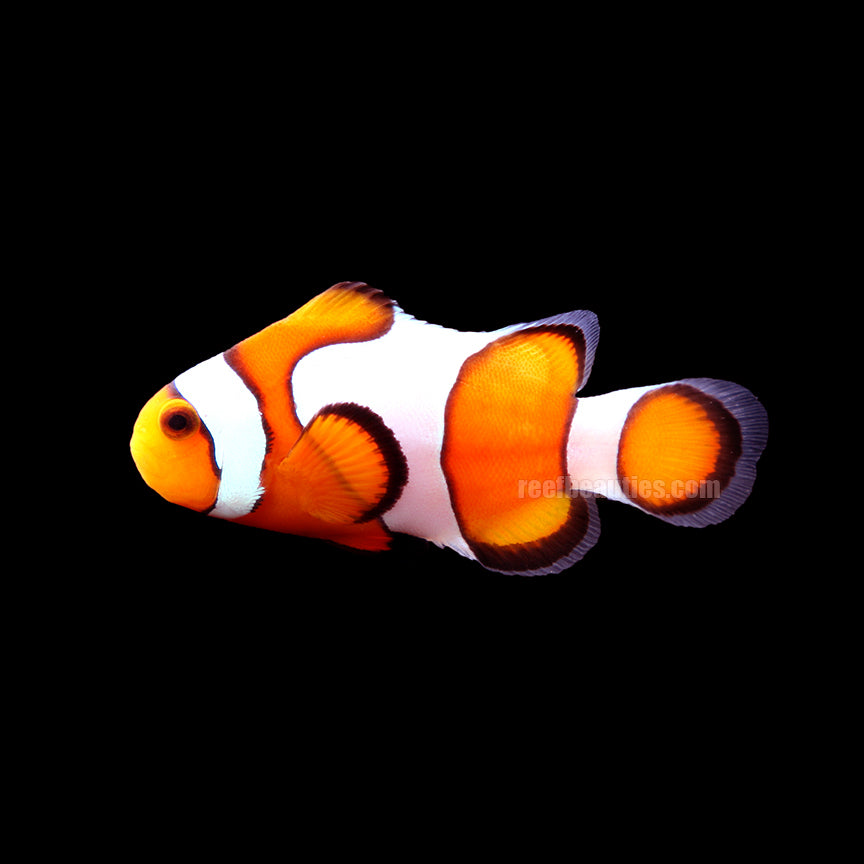 alt="Ocellaris Clownfish"