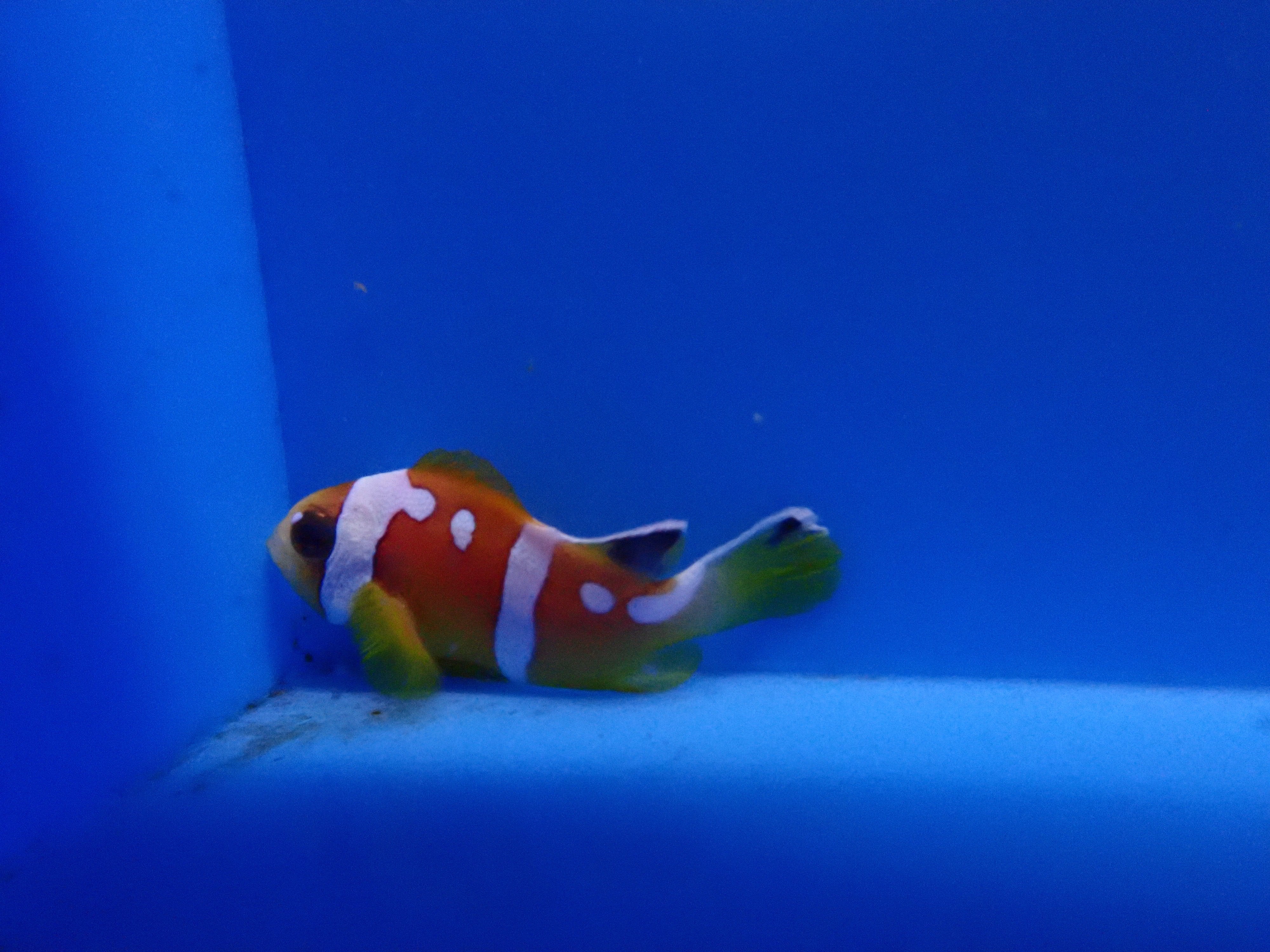 alt="Spotcinctus Clownfish"