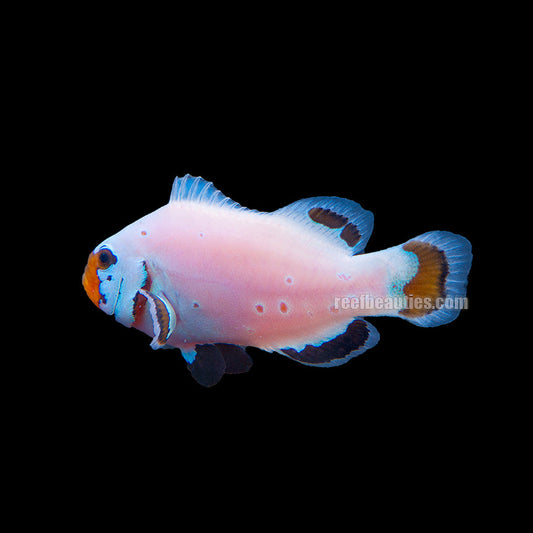 C/B Wyoming White (Amphiprion Ocellaris)