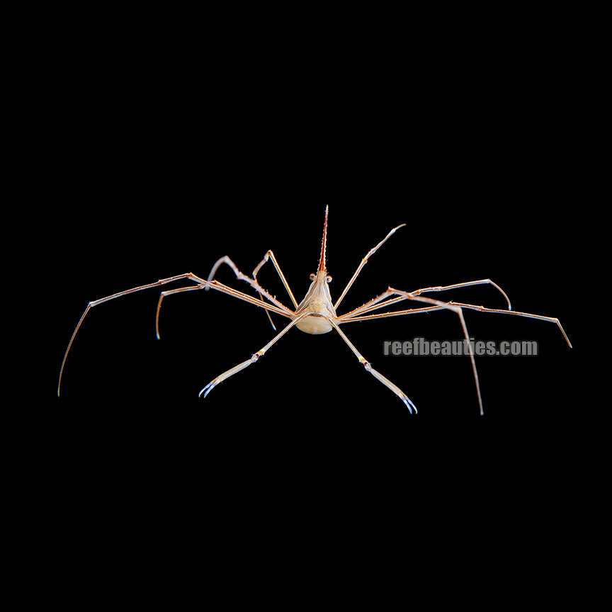 Arrow Crab (Stenorhynchus Seticornis)