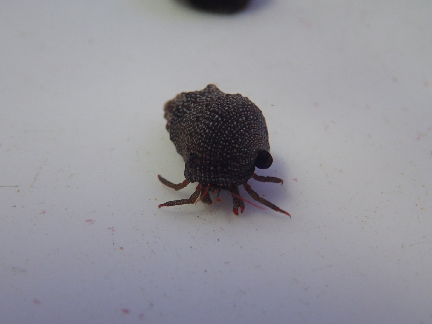 Blue Leg Hermit Crab (Clibanarius Tricolor)