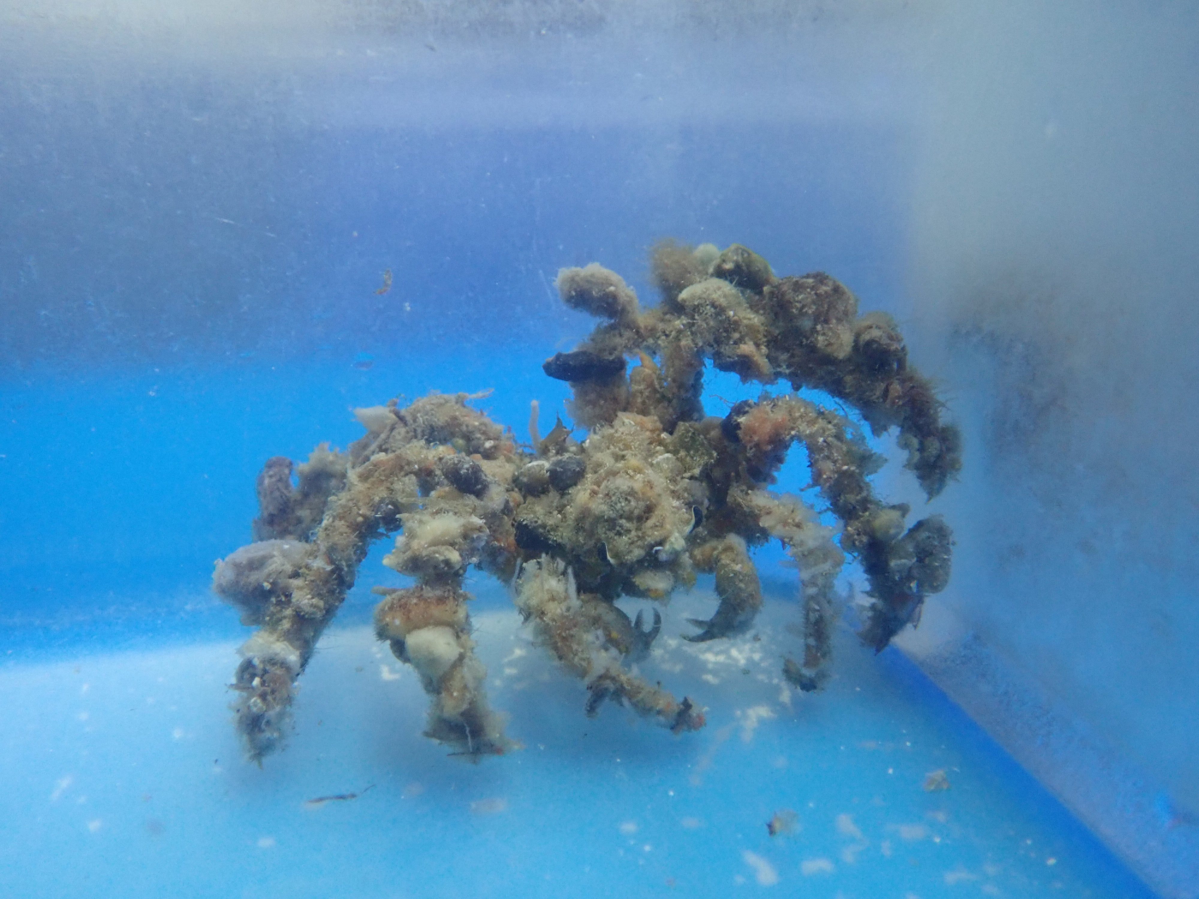 Decorator Crab (Camposcia Retusa)