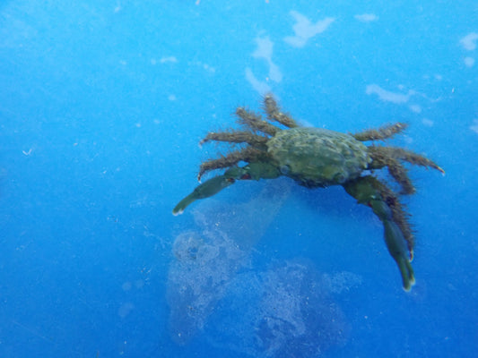 Emerald Crab (Mithraculus Sculptus)