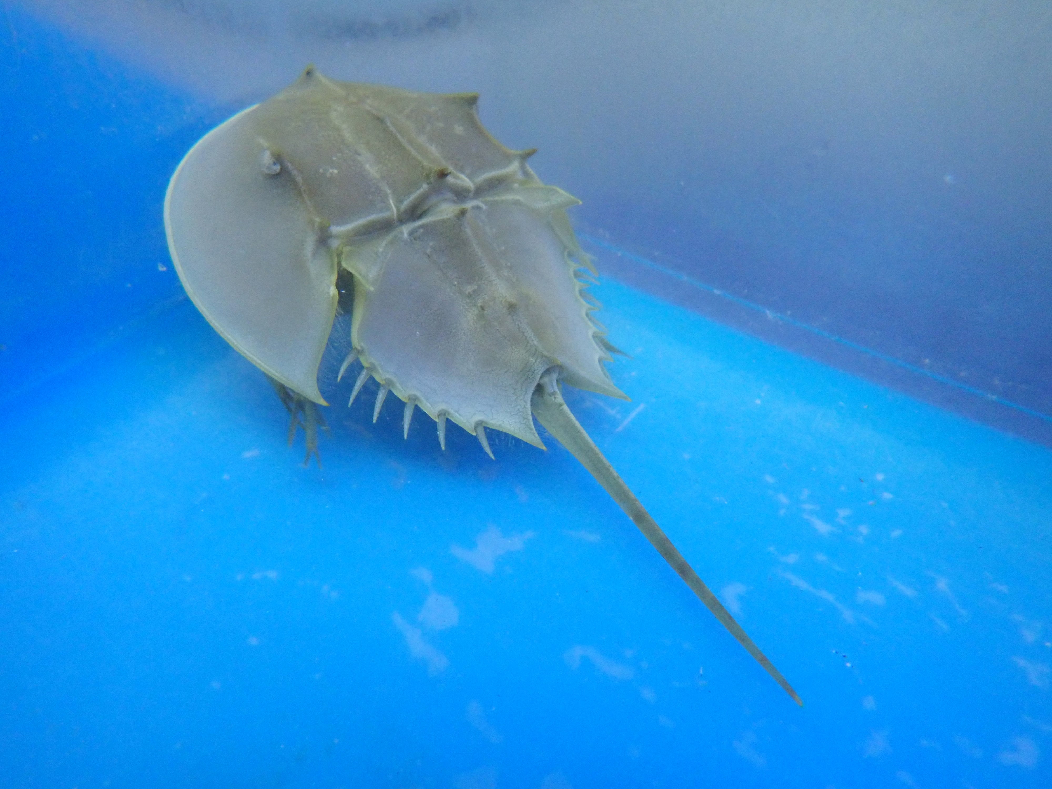 Horseshoe Crab (Limulus Polyphemus)