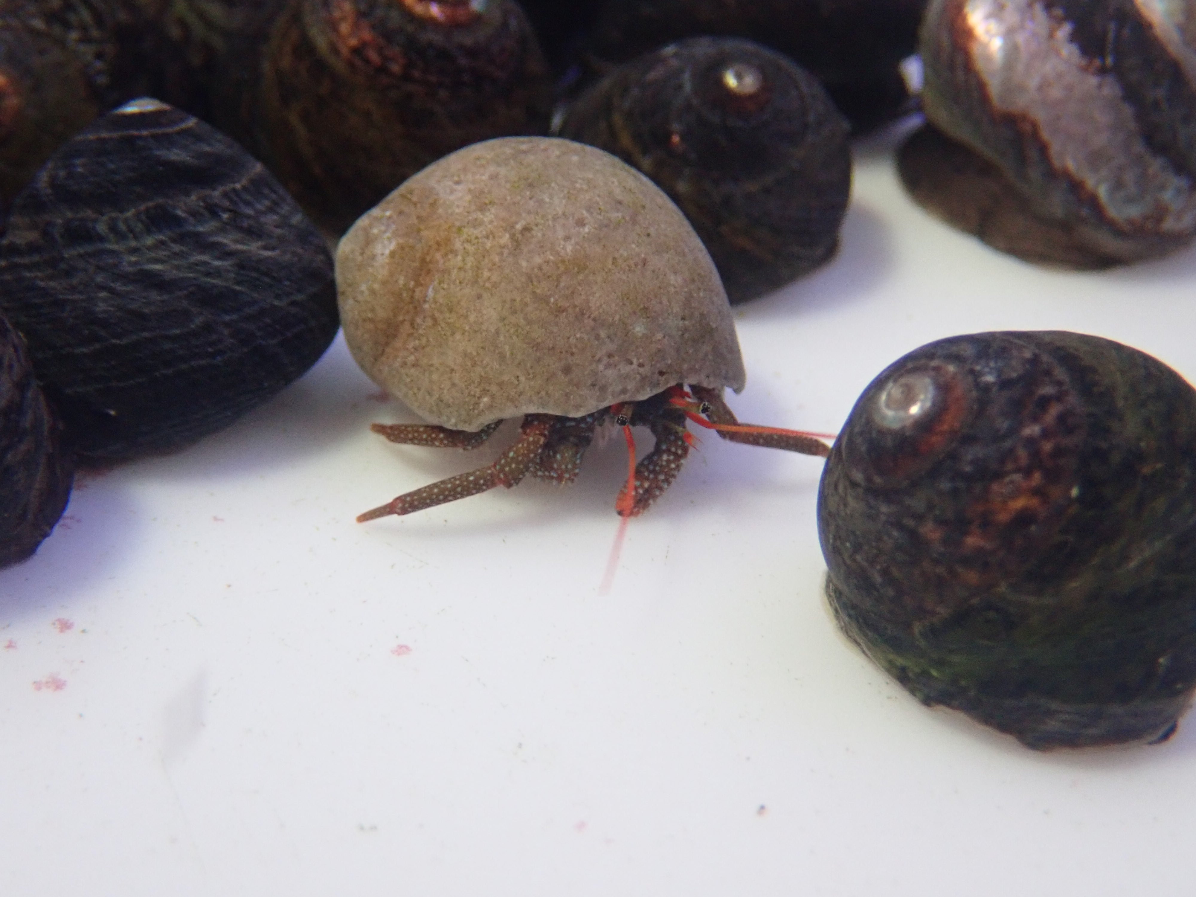 Red Tip Hermit Crab (Clibanarius Diguetti)