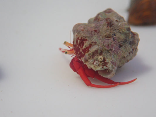 Scarlet Hermit Crab (Paguristes Cadenati)