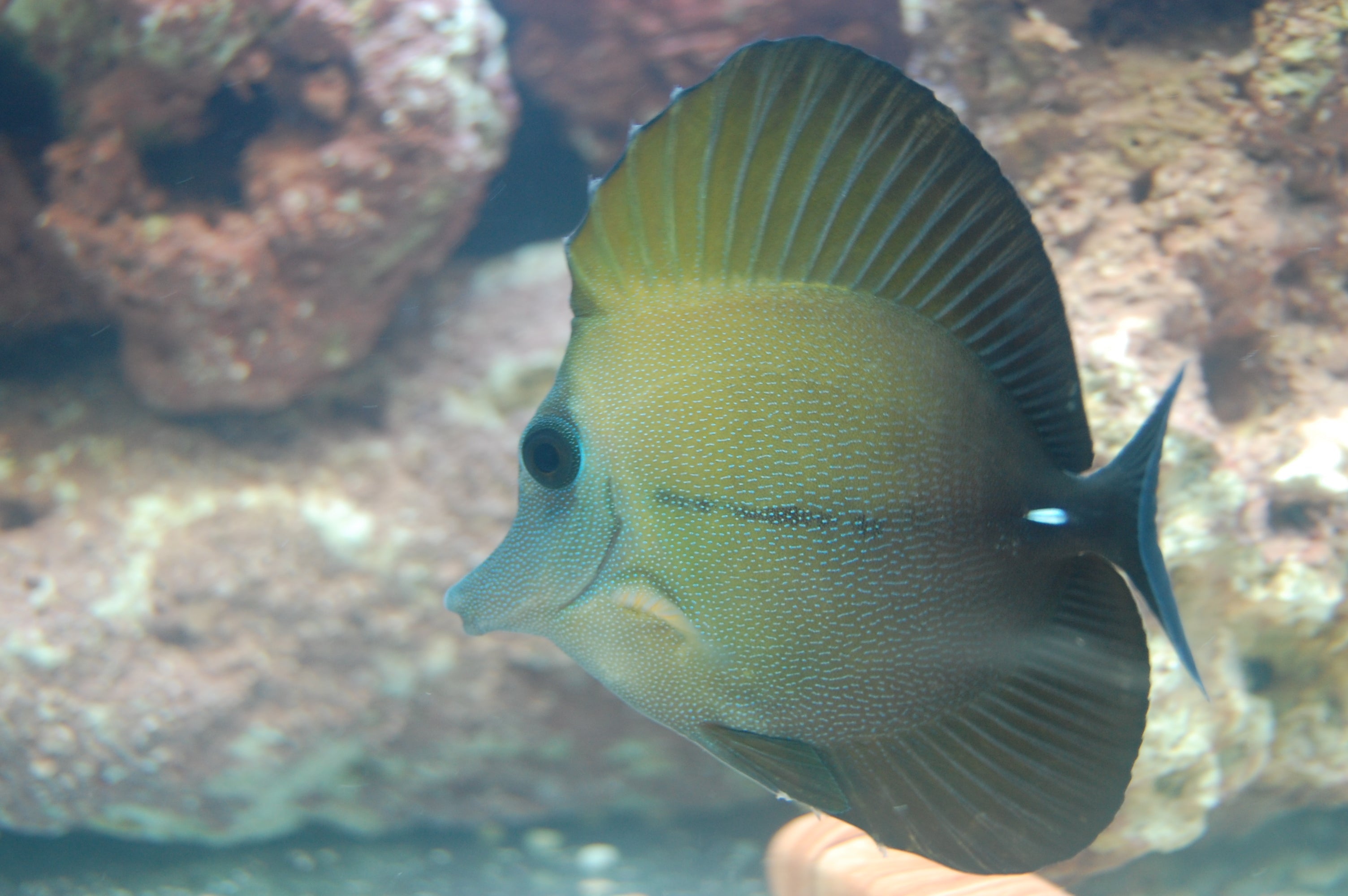 alt="scopus tang"