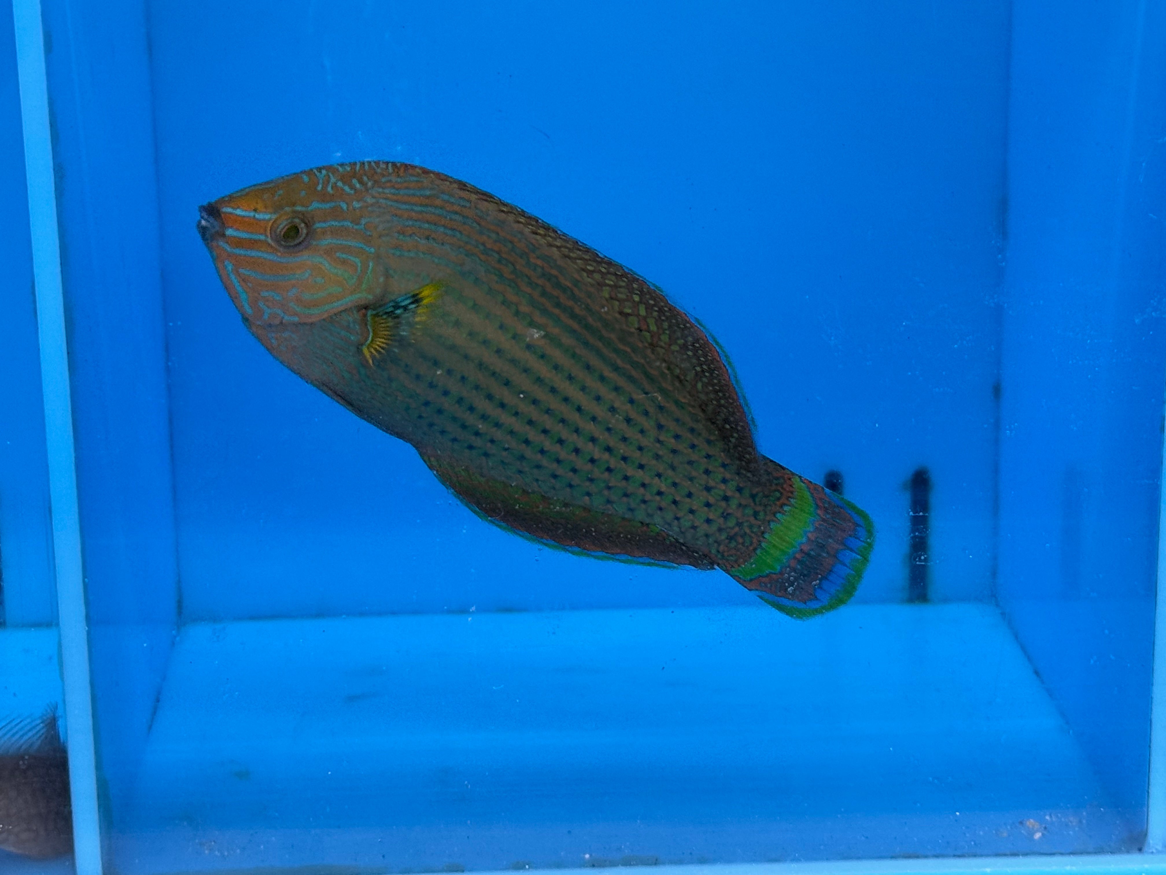 Dusky Wrasse EXPERT (Halichoeres Annularis)
