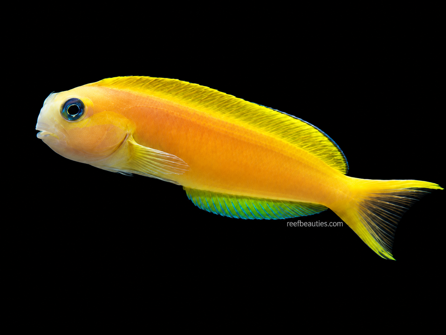 African Midas Blenny (Ecsenius Midas)