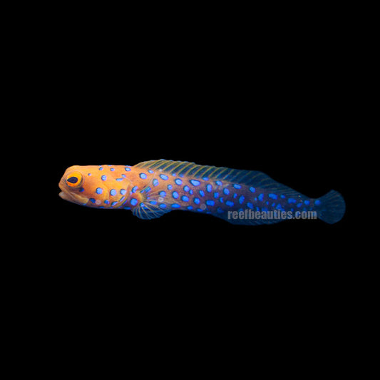 alt="blue spotted jawfish"