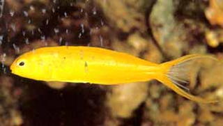 alt="canary blenny fiji"