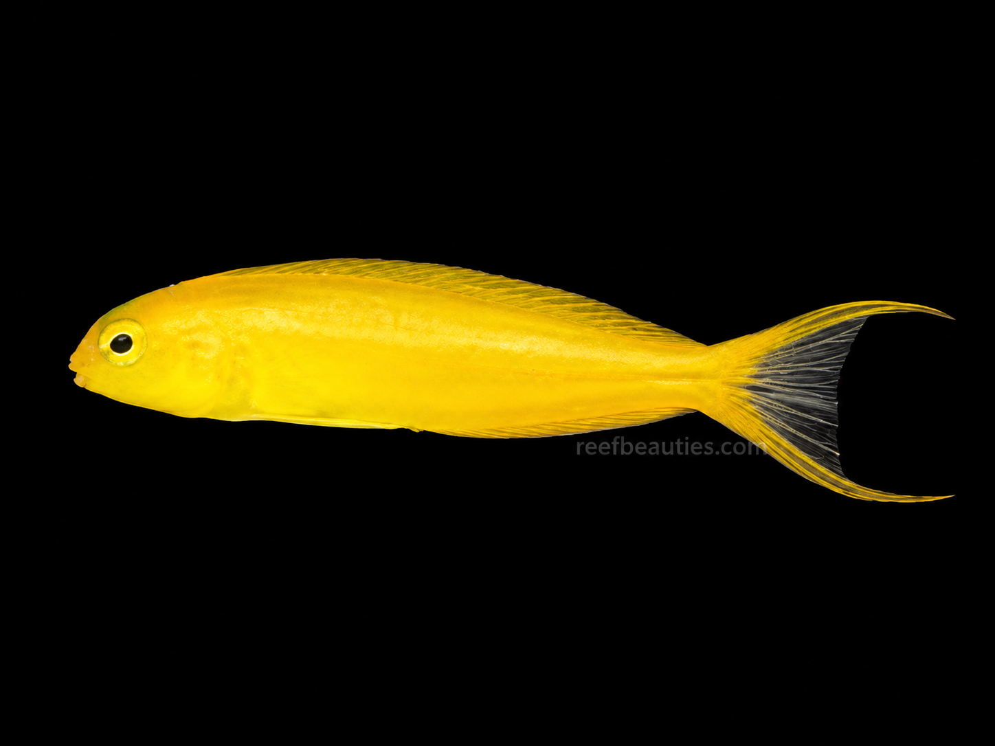 Canary Fang Blenny (Meiacanthus Oualanensis)
