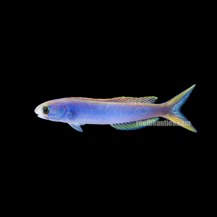 alt="flashing tile fish"