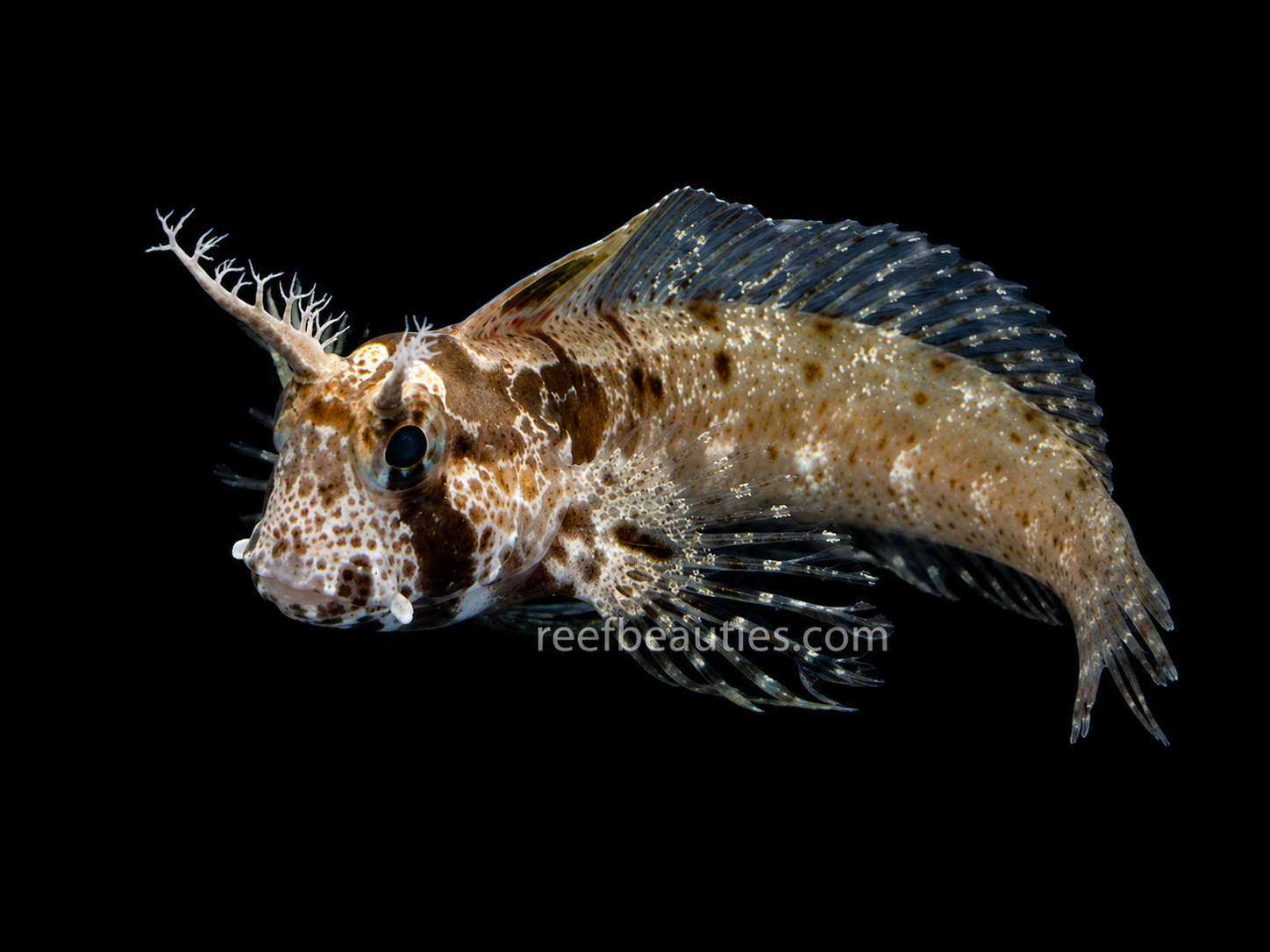 Horned Blenny (Hypsoblennius Exstochilus)