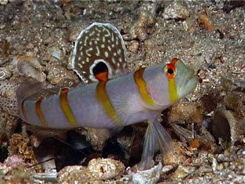 alt="randalli goby"