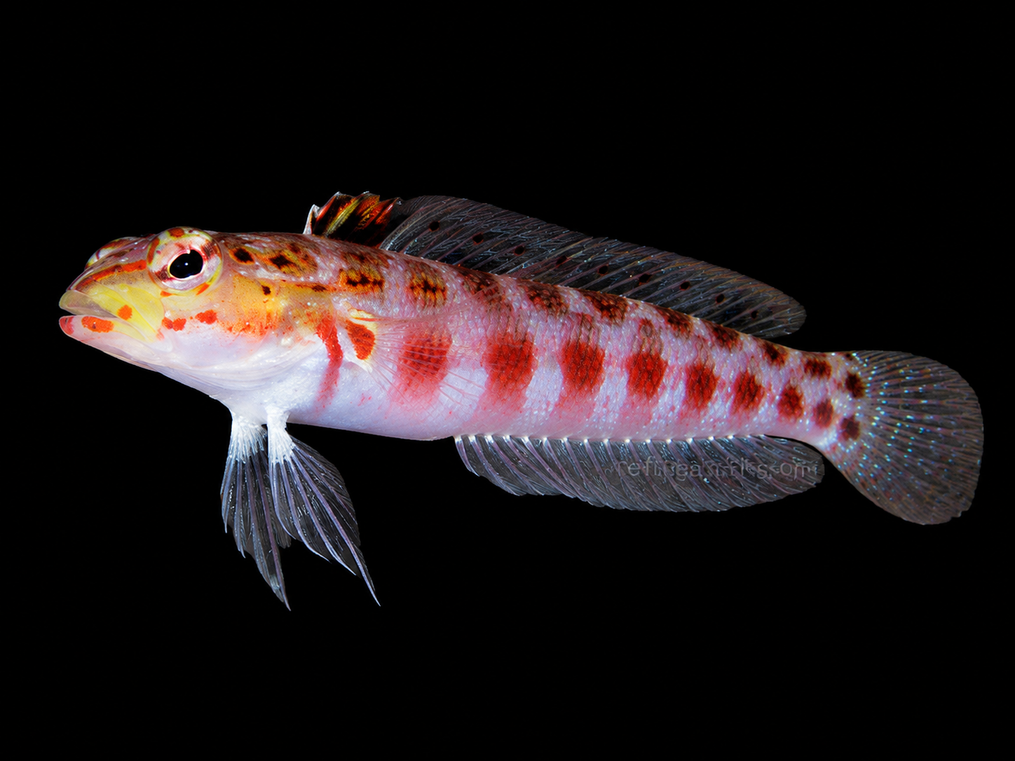 Redspotted Sandperch (Parapercis schauinslandii)