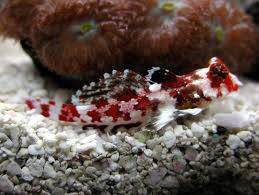 alt="red scooter blenny"