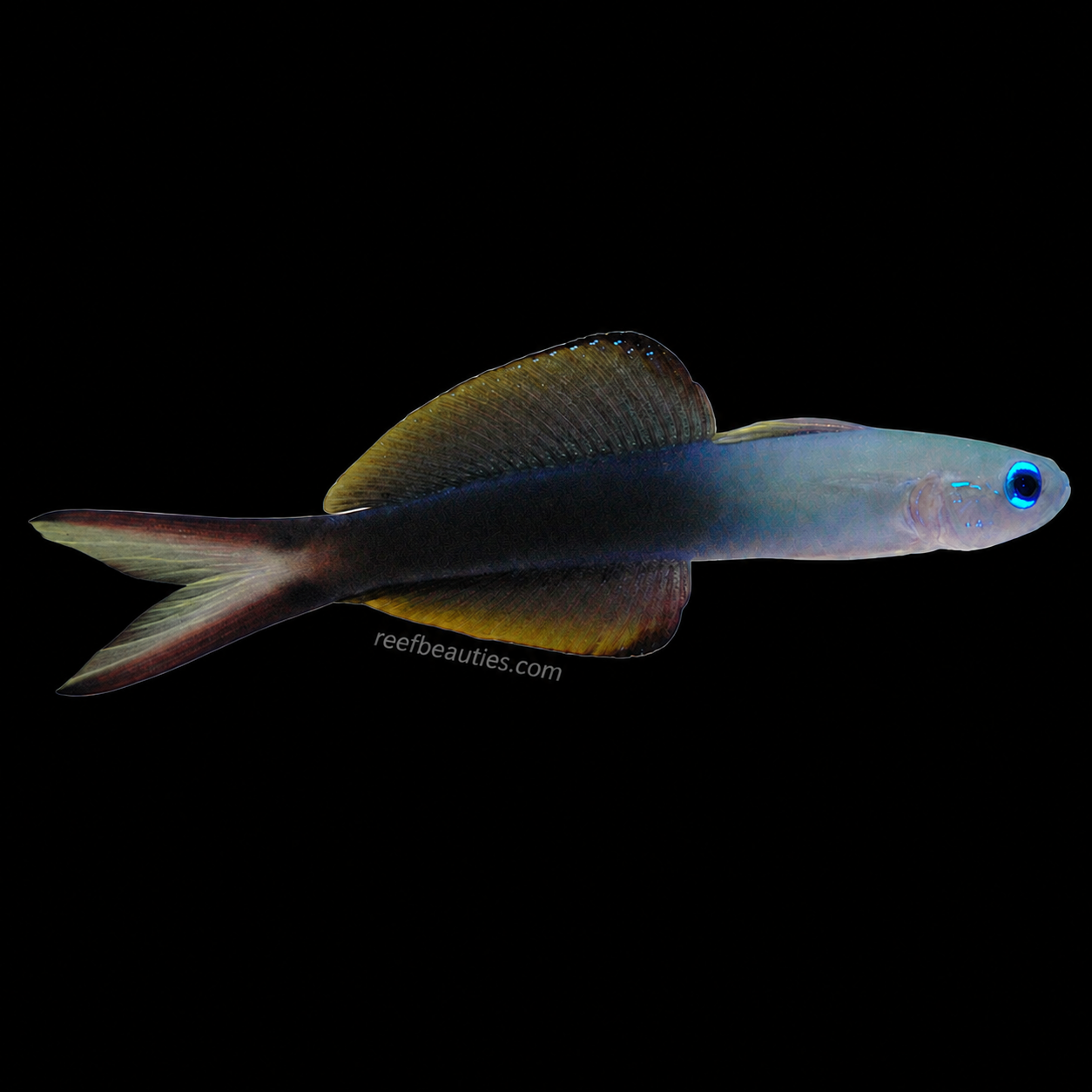 Scissortail Goby (Pteroleotris evides)