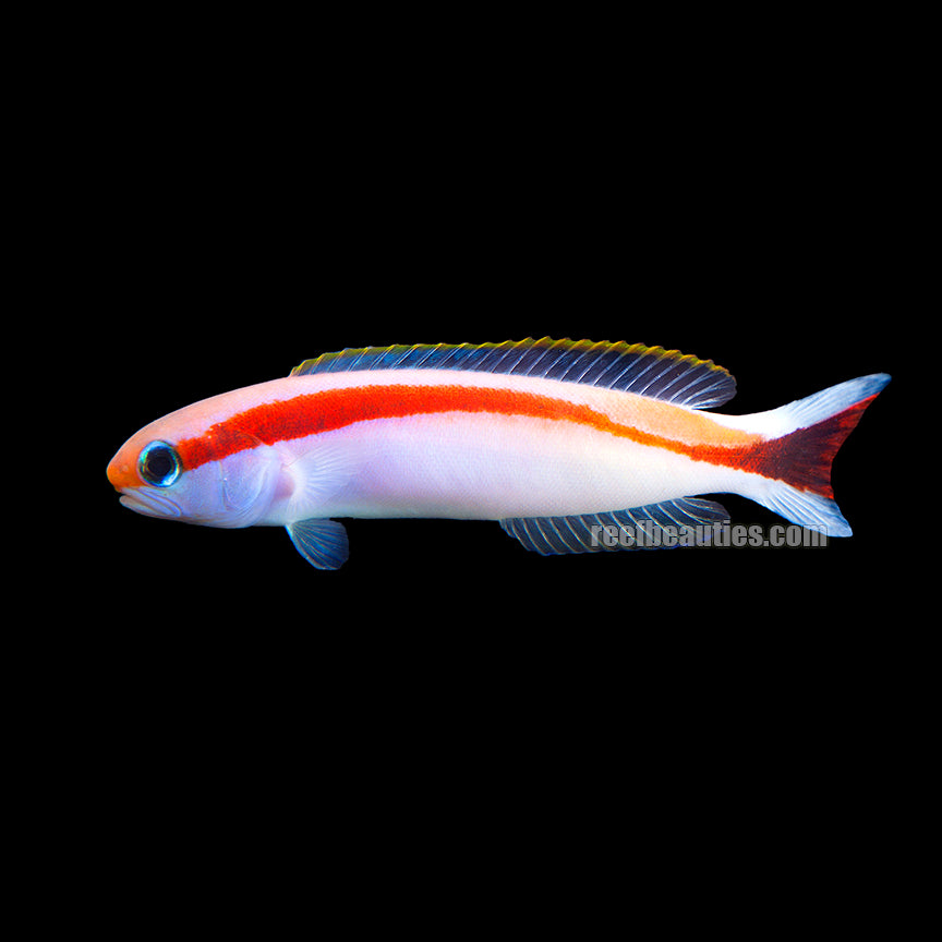 alt="skunk tile goby"