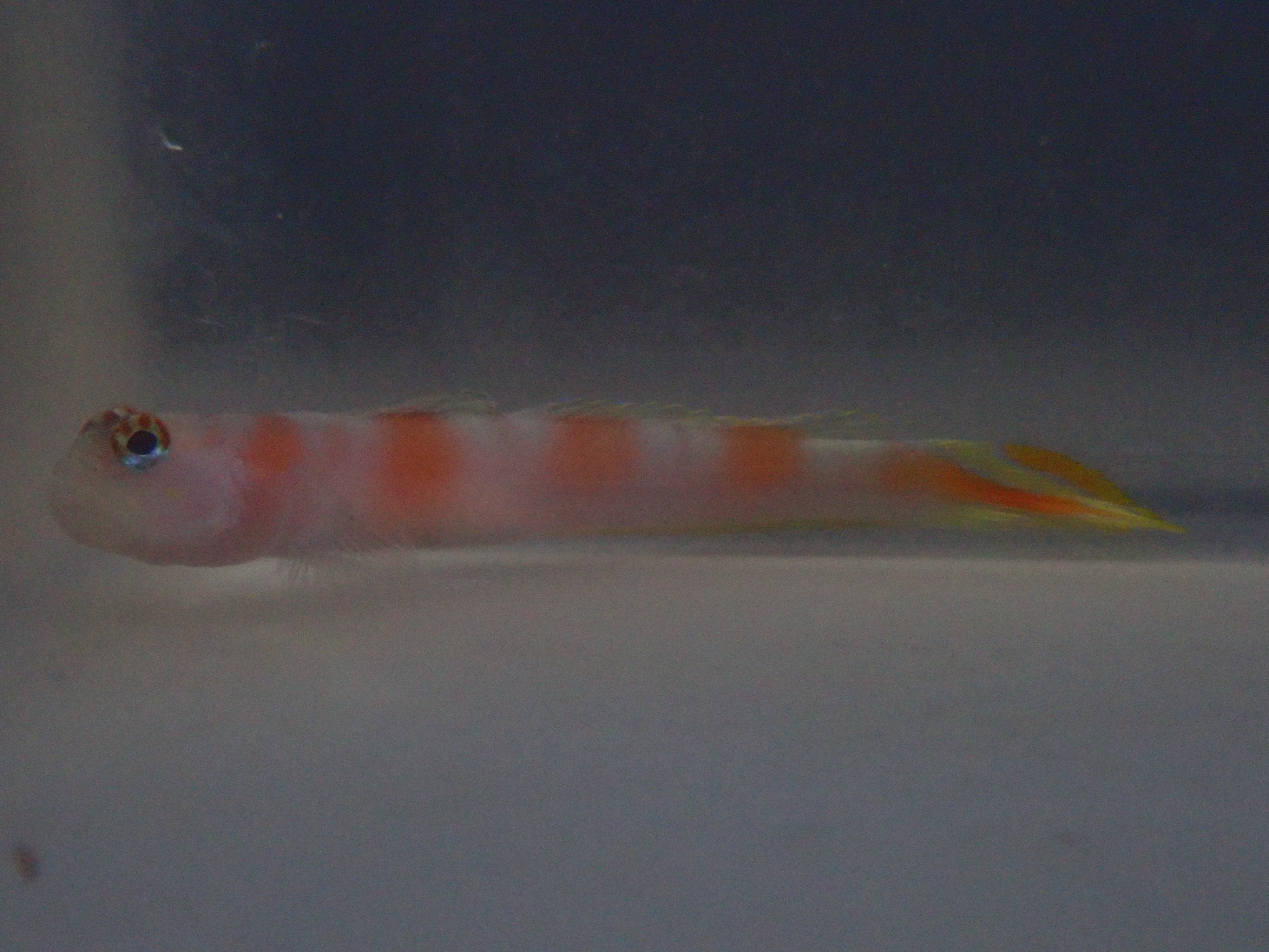 alt="steinitzi goby"