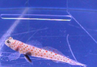 alt="watchman orange spotted goby"