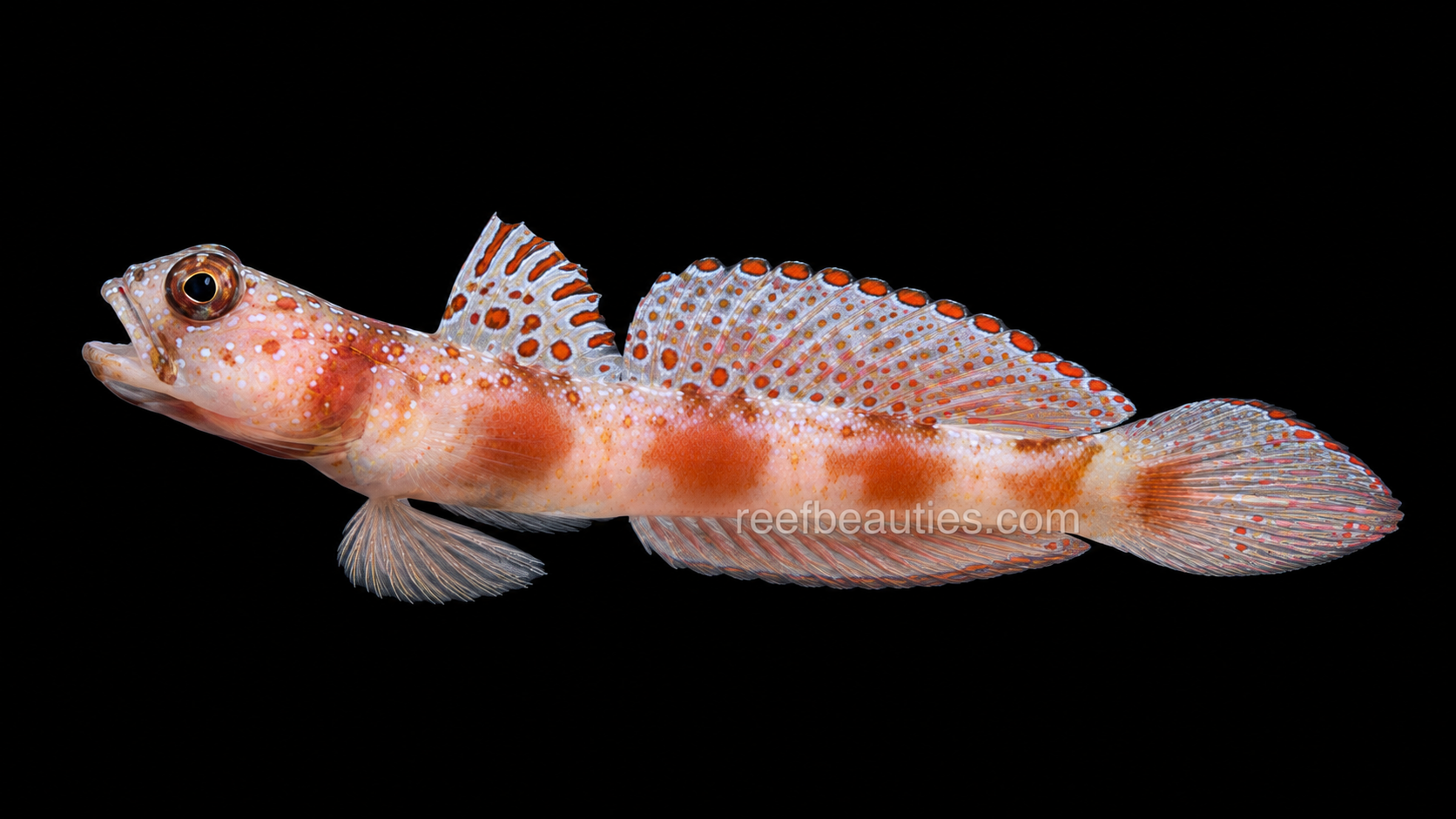 Wide-Barred Shrimp Goby (Amblyeleotris latifasciata).