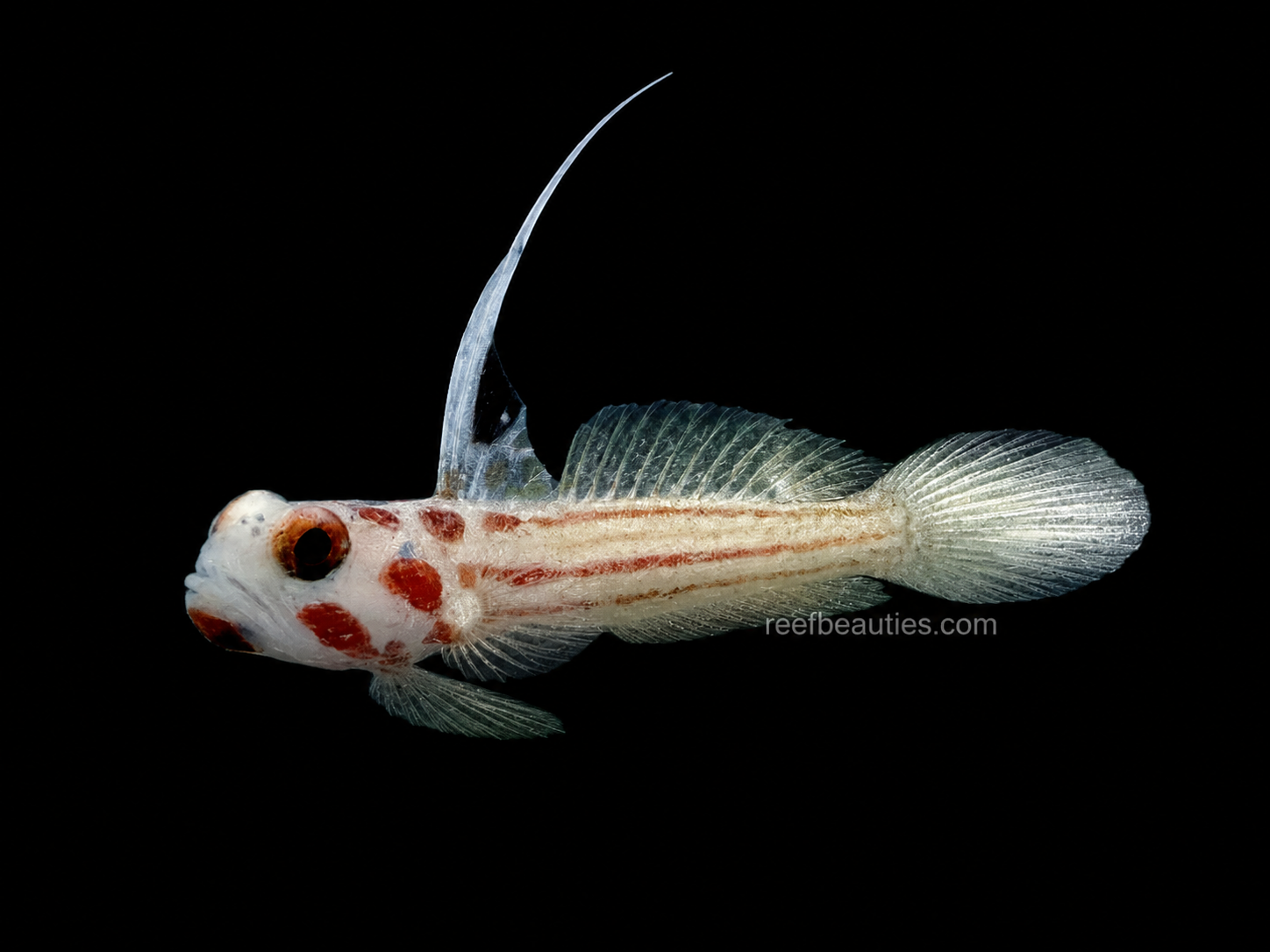 Yasha Goby EXPERT (Stonogobiops Yasha)