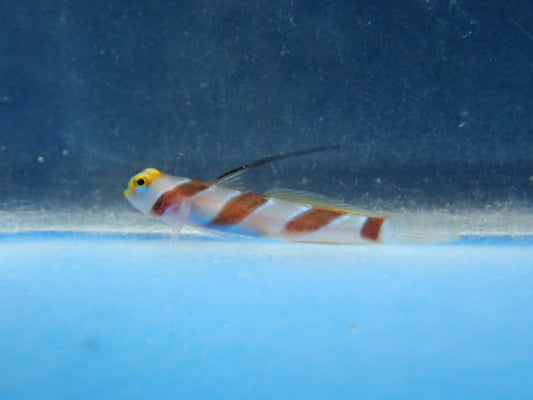 alt="yellow rose goby"