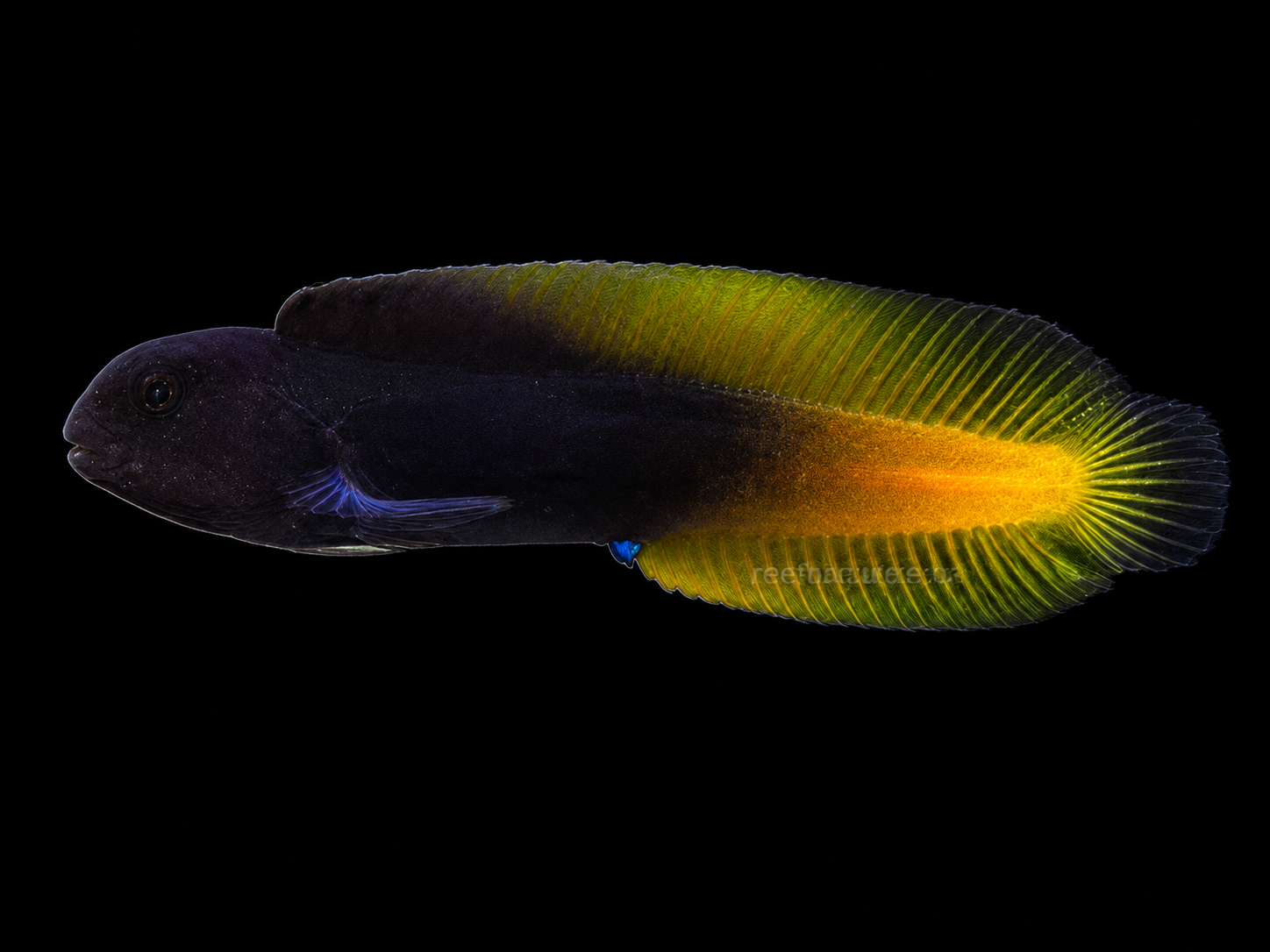 Yellowtail Blenny (Ecsenius flavipes)