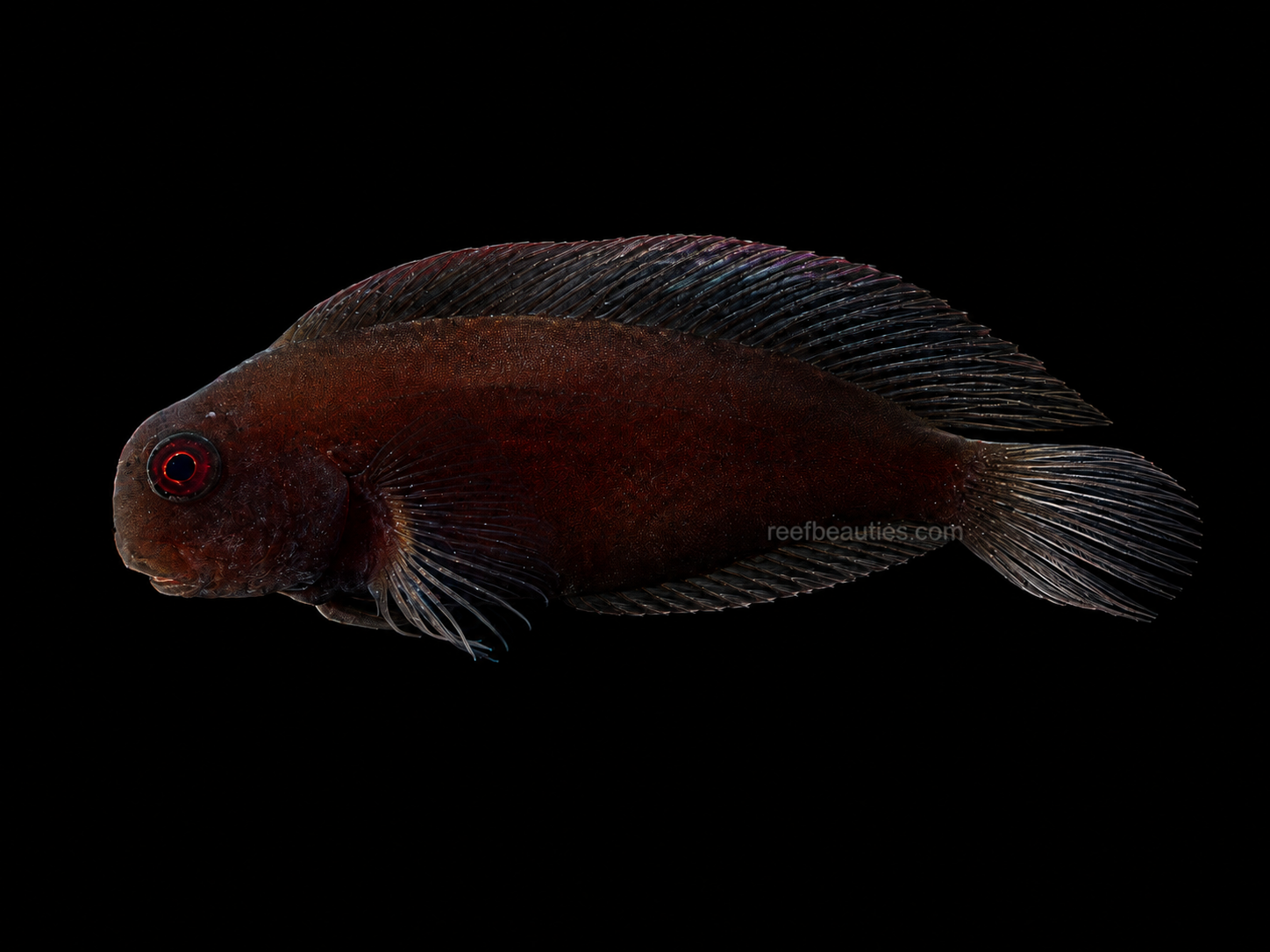 Black Sailfin Blenny (Atrosalarias Fuscus)