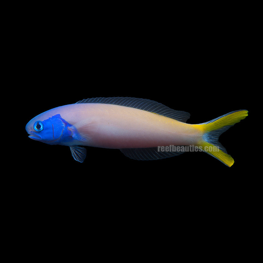 alt="blueface tile goby"