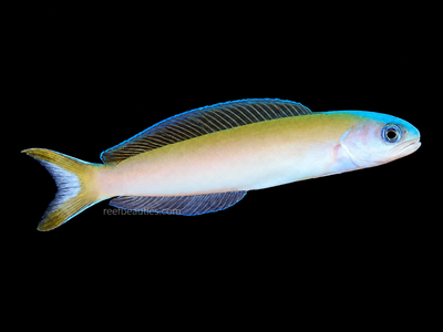 Dusky Tile Goby EXPERT (Hoplolatilus cuniculus)