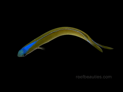 Dusky Tile Goby EXPERT (Hoplolatilus cuniculus)