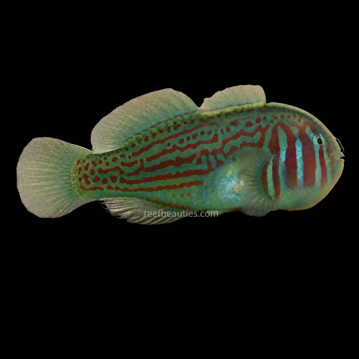 Green Clown Goby (Gobiodon histrio)