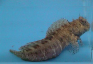 alt="lawnmower blenny"