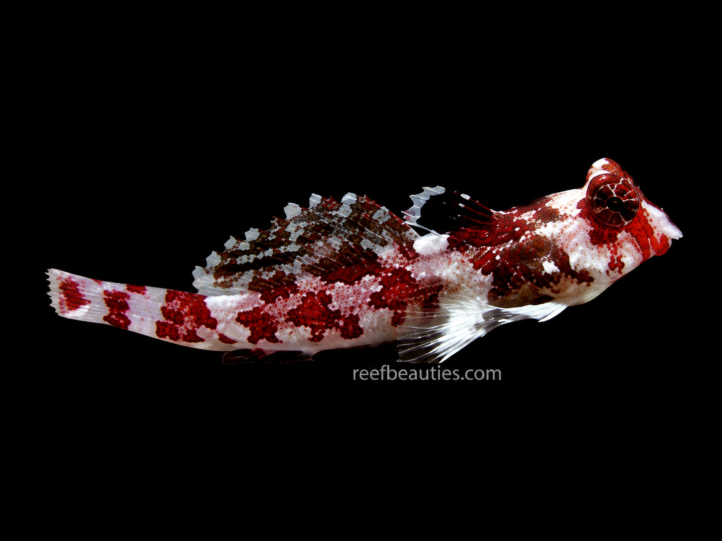 Red Scooter Blenny (Synchiropus Stellatus)