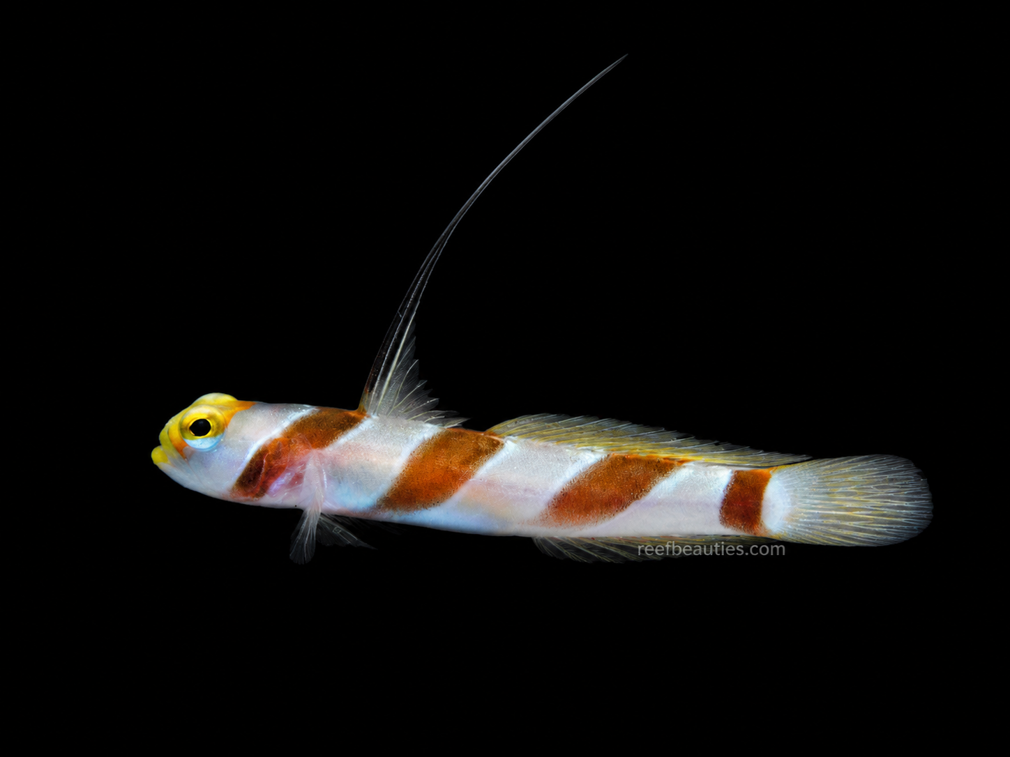 Yellow Rose Goby (Stonogobiops Nematodes)