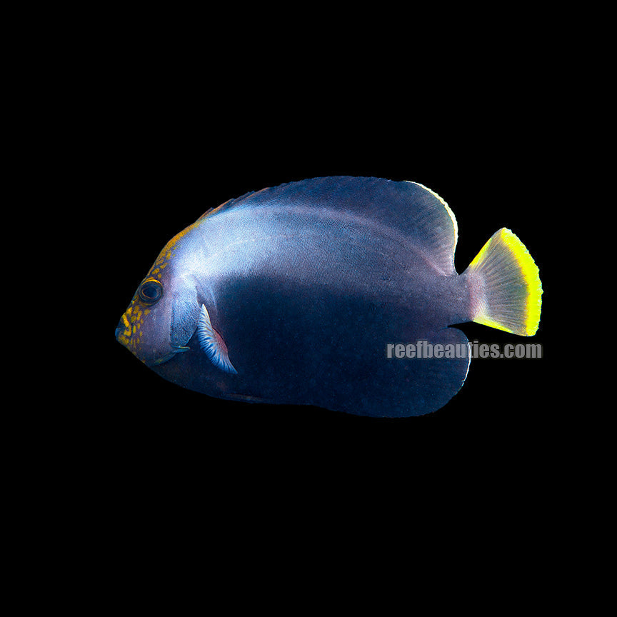 alt="Grey Poma Angelfish"