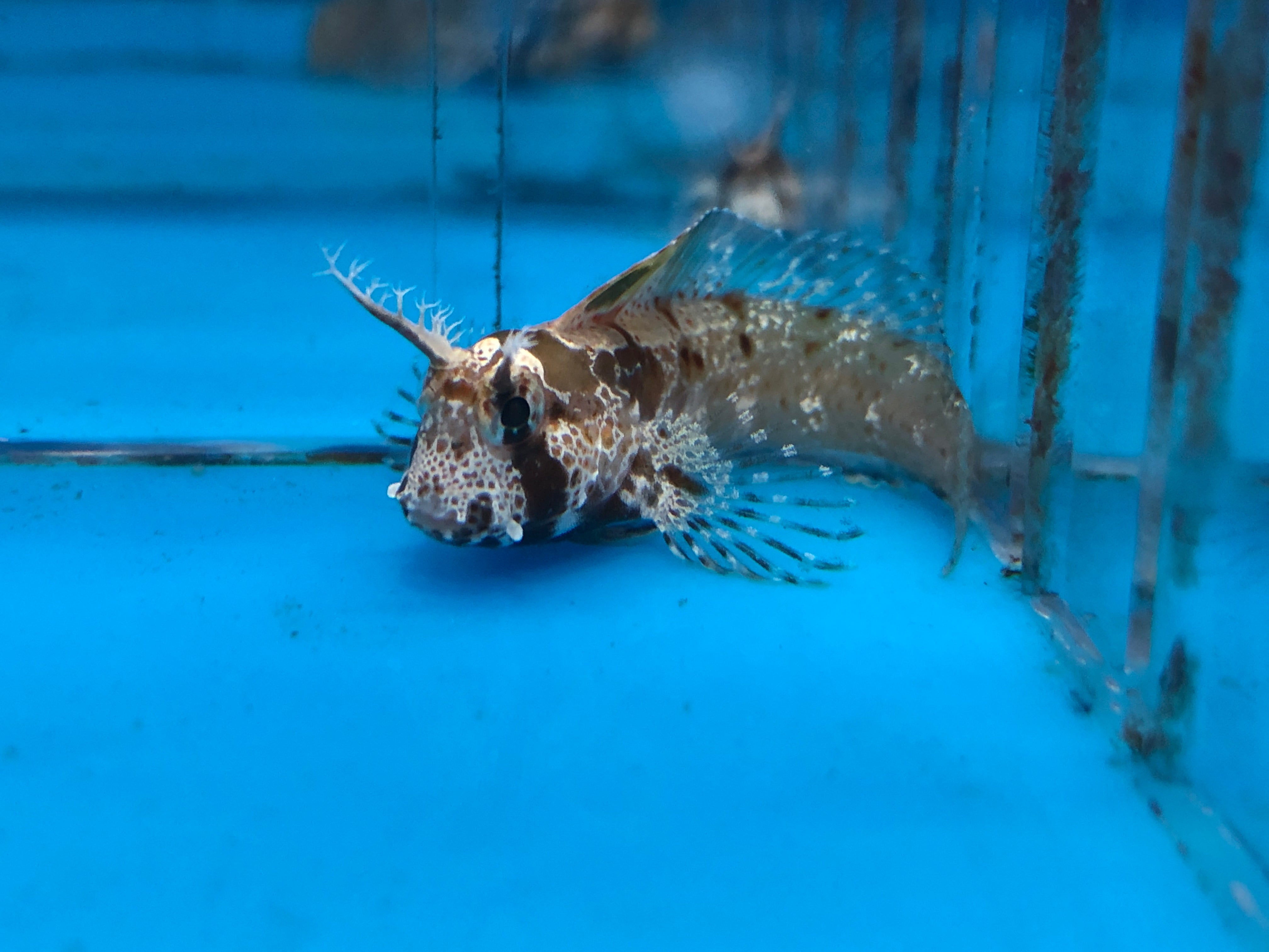 alt="horned blenny"