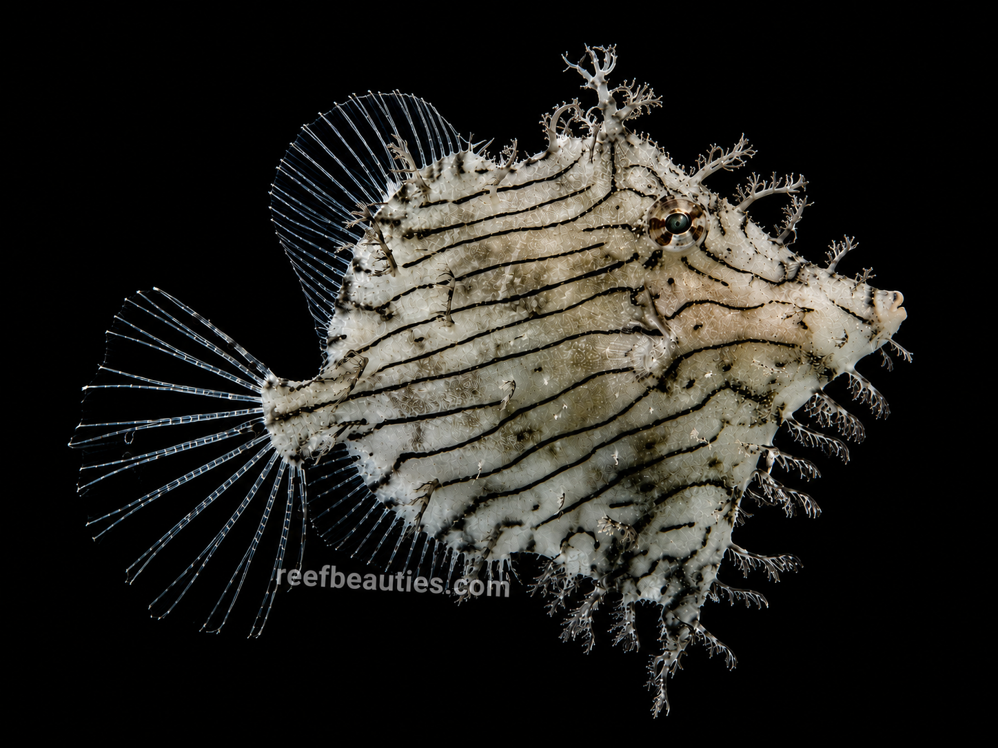 Tassled Filefish (Chaetodermis penicilligerus) EXPERT