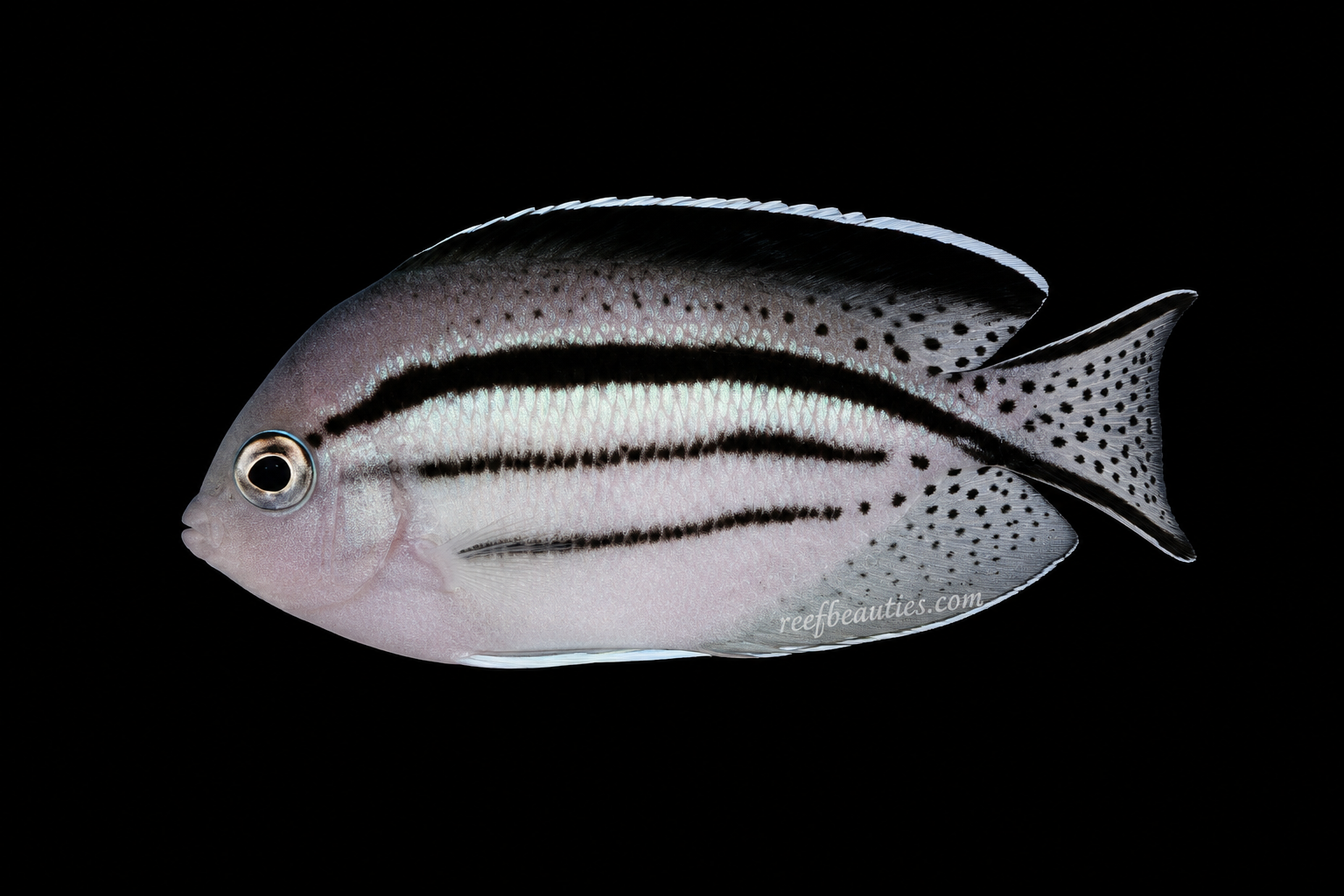 Lamarck's Angelfish (Genicanthus Lamarkki)