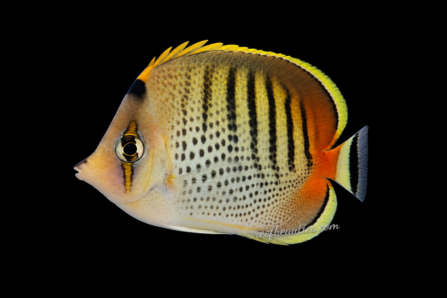 Punctato Butterfly (Chaetodon Punctatofasciatus)