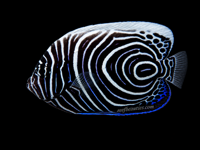 Juvenile Emperor Angel (Pomacanthus Imperator)