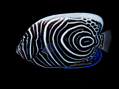 Juvenile Emperor Angel (Pomacanthus Imperator)