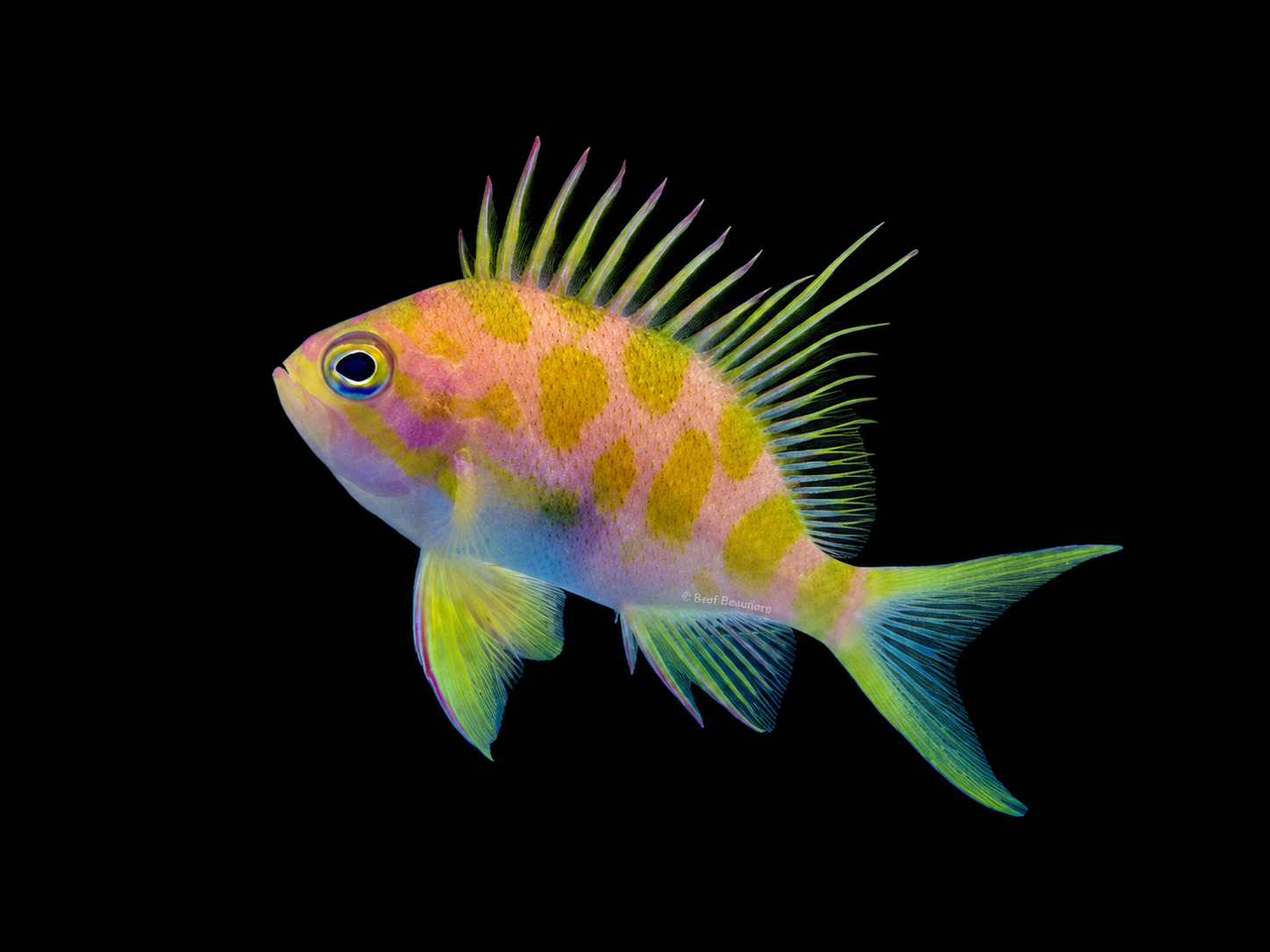 Borbonius Anthias EXPERT (Odontanthias Borbonius)